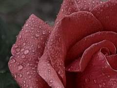 당신의 욕망에게 고하노니.