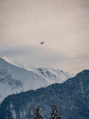 아민네 혼마루 이야기