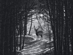 엘렌 프랑켄슈타인