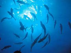 잠수해 | 29 | 이쿠아리스트