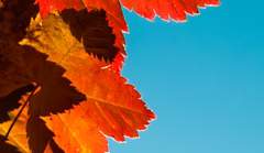 003. 1924년, 가을.