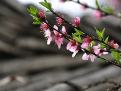 月下美人 : 월하미인 02