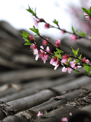 桃夭時節 : 도요시절