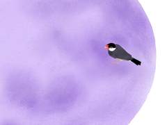 [아라레] Moonbird