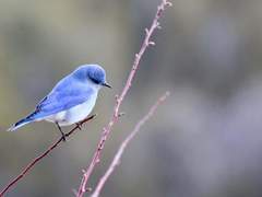 운여울 / 3 / XY / 오목눈이