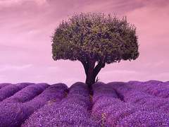 겨울의 고통은 무엇으로 없애야 하는가,