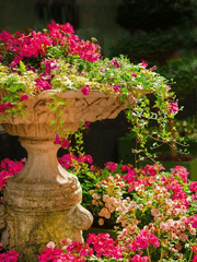 Grace Hildegard. Amaryllis