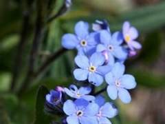 물망초의 이야기