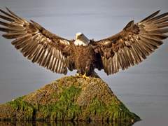 그를 삼키기 위한