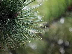 필독/수필가로서의 자의식