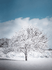 세기말의 파반느