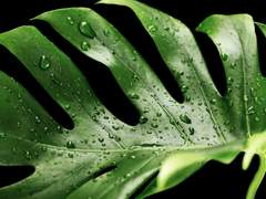 이사야 | 악마족