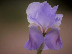 오뉴월의 햇살을 닮은 아이에게