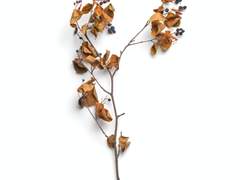 저는 당신 곁에 머물러만 있어도 족하답니다.