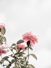 동쪽 하늘의 소나타