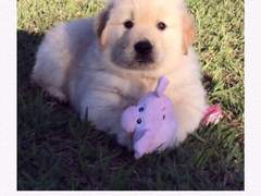 내 트리거 사진