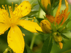 Hypericum ascyron