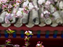 애월화 (愛月花) 12.