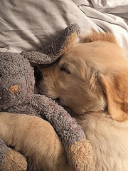 주인을 찾습니다