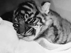 사쿠아츠_호랭이랑 동거하기上