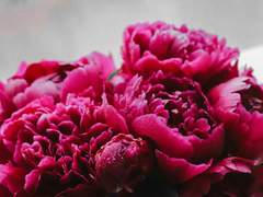 아름다운 영혼에게 아름다운 꽃을