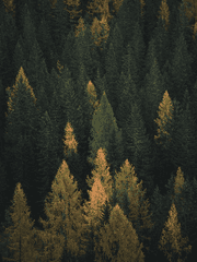 드래곤과 마법사의 돌