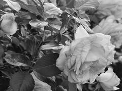 센텐티아 / 이든 페이지 / 9