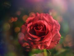 [스포有][필리아로제] 한 사람