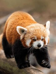 스무고개 탐정의 일기장