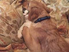 바쿠고탁 트윗백업 12월