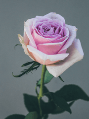 사랑에 대한 단상