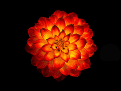 [달리아 R. 벨라/17/XX/기악부]