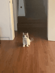 얼레벌레 단편선