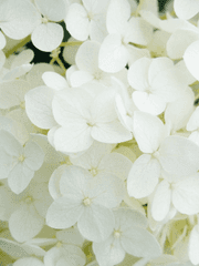 혁명 - 단편 이야기