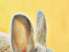 자하소소｜날 가지고 논다!