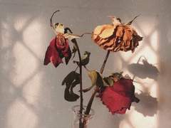 I was sincere to you