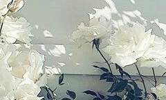 세상으로부터 숨는 방법