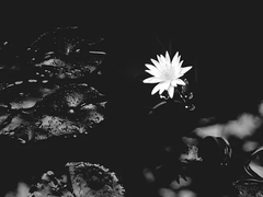 [소라쇼바] 허상의 연못