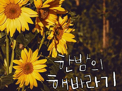 한밤의 해바라기