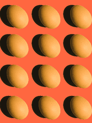 석달간 매일 낳는 오리알