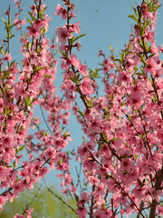 꽃과 달 이야기