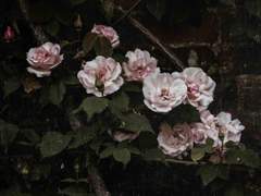 그 여자, 검은 옷을 두른.