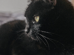 (회귀 7학년) 어둠의 마법 방어술 수업