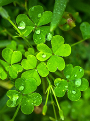 라일라 M. 세실리아