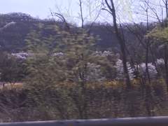 『4』 사월에 나간 산책에서 한 벌레가 팔에 붙어 사층으로 올라왔다 나무에 놓아주었다