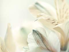 Łɨłɏ Ɨnnøȼɇnŧ ØᵽɨłɇȺ