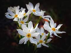 꽃은 지고 나비는 추락해