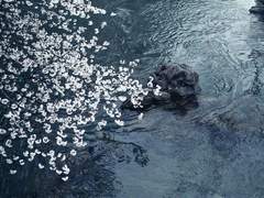 애월화 (愛月花) 13.