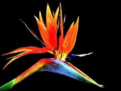 감각신경발악상(感覺神經發惡狀)