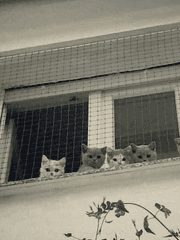 센티넬 캐스팅 보고서